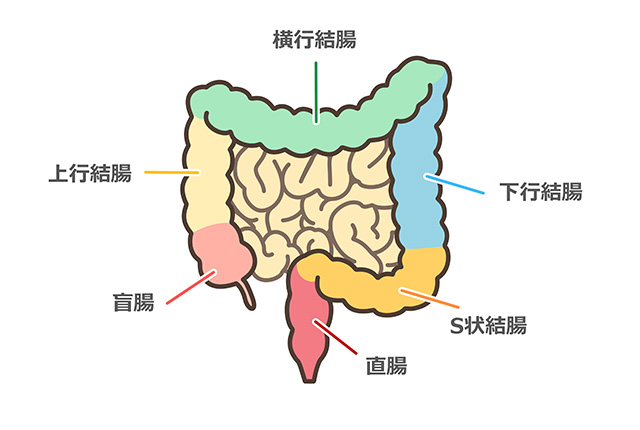 大腸イラスト