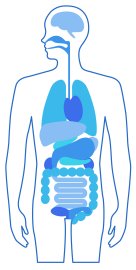 人体の内臓イラスト